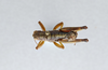 CollectionObject 2869237; c6c8bb56-0d00-4982-b194-f08f15f0202a, CNCI 1013677: Booneacris glacialis glacialis. (CollectionObject).