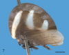 Habitus, lateral view: !! display not done !! on Membracis lunata Fabricius, 1787: (Observation).