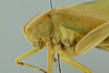CollectionObject 1581205; 45c598eb-b24d-40e1-93dd-bbbe12cc7519: male head and pronotum, lateral view (holotype). (CollectionObject).