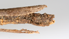 CollectionObject 1590099; cd5011c7-c150-41a1-ad32-c46024bcdc36: copyright MNHN, Paris. female: end of abdomen, lateral view (paratype). (CollectionObject).;CollectionObject 1590100; 28cbec81-6faf-49c1-87d1-8ad7dfa3bb2e: copyright MNHN, Paris. female: end of abdomen, lateral view (paratype). (CollectionObject).
