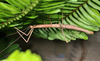 CollectionObject 1597627; fdd90b74-2b40-4d43-9706-b154a0375605: copyright Paul D. Brock. female in nature, lateral view (holotype). (CollectionObject).