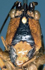 CollectionObject 1531370; NMW 4876, 7528f25f-e97e-4687-9714-84ace6f15c15: male face (holotype). (CollectionObject).