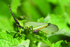 Taphronota (Taphronota) calliparea (Schaum, 1853): male. (Otu).