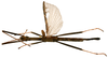 CollectionObject 1564005; fa58844b-c3cf-4249-9bc3-8d4e75f4452d: copyright ISNB, Brussels. male (paratype). (CollectionObject).