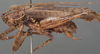 CollectionObject 1505780; 33cda1f1-06f4-4333-9633-125df9c87c80: male, lateral view (syntype). (CollectionObject).