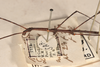 CollectionObject 1560682; 1211a6a4-38dd-4728-9254-c0d22f609448: copyright OUMNH. male: head & thorax, lateral view (syntype). (CollectionObject).;CollectionObject 1560683; 078ddca4-62b5-4341-89f5-ccc2303c43d2: copyright OUMNH. male: head & thorax, lateral view (syntype). (CollectionObject).