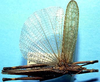 CollectionObject 1499288; 48f1af7f-ebfc-4caf-a0ef-29edcfde51f2: male, dorsal view (holotype). (CollectionObject).