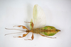 CollectionObject 1583635; adfb68e1-a3d2-4bd5-a22b-65a6b60a0b9f: copyright Royce Cumming. male, ventral view (paratype). (CollectionObject).;CollectionObject 1583636; 3aa186be-28ab-41ca-9be7-d2e15d021f2a: copyright Royce Cumming. male, ventral view (paratype). (CollectionObject).;CollectionObject 1583637; bec51a31-3de1-4206-aa78-0e9c91b9a281: copyright Royce Cumming. male, ventral view (paratype). (CollectionObject).
