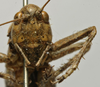 CollectionObject 1535134; 09af90a4-c577-4c09-aea9-58f904d63d96: female, frontal view (lectotype). (CollectionObject).
