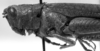 CollectionObject 1533611; f1eea025-ef06-4586-b20e-fa61ac9a9f30: Image Carbonell, C.S. female head and pronotum, lateral view (holotype of Orthoscapheus roseipennis). (CollectionObject).