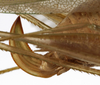 CollectionObject 1529765; be4e4fbd-9f82-40b1-8181-27247cd199e4: female ovipositor (holotype). (CollectionObject).