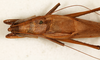 male, dorsal view (holotype). Depicts CollectionObject 1531668; 66cd288d-3ab7-4d30-a710-23d44242166c, a CollectionObject.