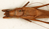 CollectionObject 1531668; 66cd288d-3ab7-4d30-a710-23d44242166c: male, dorsal view (holotype). (CollectionObject).