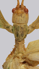 CollectionObject 1591394; 184570da-724c-401a-b5f6-a98109ee7314: copyright IMQC Montreal. male head & thorax, dorsal view (holotype). (CollectionObject).