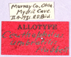 CollectionObject 1499653; 73a8d92d-5b35-4516-ad74-210f961aaf8d: labels (allotype). (CollectionObject).