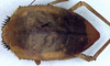 Aspidonotus spinosus Brullé, 1835: male nymph, dorsal view (not a type). (Otu).