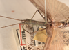 CollectionObject 1560849; 4101d71e-1523-4797-8024-8c5ff66e4919: copyright OUMNH. male: head & thorax, dorsal view (holotype). (CollectionObject).