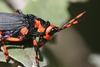 Maura rubroornata (Stål, 1855): 2014. male, head and pronotum (Kwa Zulu Natal, Drakensberg, Wittieshoek, 2300 m). (Otu).