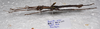 CollectionObject 1584716; f921256f-eb61-4fbc-8bd9-5659a308edd3: copyright MBBJ Bogor. male, lateral view (paratype). (CollectionObject).