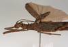 CollectionObject 1562392; abaa87b7-baa2-468f-b2ff-49941447bd88: copyright ZMUH, Hamburg. female: head & thorax, lateral view (holotype). (CollectionObject).