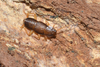 CollectionObject 1589657; 333eef17-5bbb-4483-96e4-466b3365f333: Copyright C. C. Lucañas. Adult Male on removed tree bark. (CollectionObject).