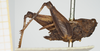 CollectionObject 1476888; 0ff19259-eb0b-48c5-b5c1-56af261204bb, NHMUK10924421: female, lateral view (holotype). (CollectionObject).