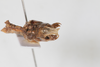 CollectionObject 1505827; 5e71975e-4ca4-4de7-8ba1-4b47be8d796c: Male, terminalia, ventral view (syntype). (CollectionObject).