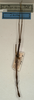 CollectionObject 1557145; NMW 963, 5371a496-8281-4052-bb9e-7edf8265ae9b: copyright NMW, Vienna. male (syntype). (CollectionObject).