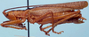 Eumacroxiphus (Eumacroxiphus) diffundatus Ingrisch, 1998: male (paratype). (Otu).