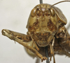 CollectionObject 1535197; 2e25c506-521d-4fc0-b461-bbe7b2a2751a: female, frontal view (syntype). (CollectionObject).