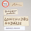 CollectionObject 1559510; NHMUK(SF IMPORT DUPLICATE) 844644, f79226dd-9d63-4f9b-9370-b210d5e0ca2f: copyright Natural History Museum, London. male, data labels of Dixippus sodalis (holotype). (CollectionObject).