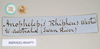 CollectionObject 1556952; NHMUK(SF IMPORT DUPLICATE) 844974-844975, a895fb1e-3f78-4fd2-b3a3-929a25a06fb2: copyright Natural History Museum, London. female, data labels of Anophelepis rhipheus (syntype). (CollectionObject).