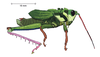 Cibotopteryx variegata Rehn, 1905: male, lateral view. (Otu).