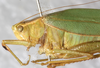 CollectionObject 1566633; NMW 21613, ee1d6efa-185e-4f52-9211-4136748f6dcf: male, lateral view. (CollectionObject).