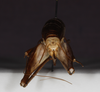 CollectionObject 1583543; 551d3ef8-1b1e-48ce-9101-fb7c7eb95241: female, caudal view (paratype). (CollectionObject).