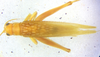CollectionObject 1499379; 7c51828c-b01b-41ef-bf39-75276d63148d: male, dorsal view (holotype). (CollectionObject).