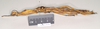 CollectionObject 1563694; NHMUK(SF IMPORT DUPLICATE) BMNH(E) #845048, 8afcd630-bcee-4b39-ab4e-ae5afa8a03a6: copyright Natural History Museum, London. female, lateral view (paratype). (CollectionObject).