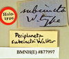 Holotype, unsexed, labels. BMNH(E)#877997. Depicts Periplaneta australasiae (Fabricius, 1775), an Otu.