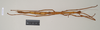 CollectionObject 1561152; NHMUK(SF IMPORT DUPLICATE) 845016, 7716f7f0-1238-415d-af8e-18140b060071: copyright Natural History Museum, London. female (holotype). (CollectionObject).