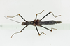 CollectionObject 1563968; 6a852e39-702e-43b8-b96d-1f7237ec4722: female, dorsal view (holotype). (CollectionObject).