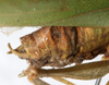 CollectionObject 1532272; NMW 1008, fa22d077-e641-46a0-873a-55f5427a9bcd: male abdomen tip, lateral view (holotype). (CollectionObject).