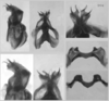 Melanoplus lanthanus Hewitt & Skoog, 1970: male genitalia. (Otu).