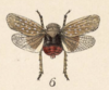 Habitus, dorsal view: !! display not done !! on Poblicia misella (Stål, 1863): (Observation).