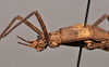 CollectionObject 1598209; 19e81fcd-7523-4307-b43f-47166ebbe43d, QM T258500: copyright QM. female: head & thorax, lateral view (holotype). (CollectionObject).