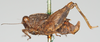 CollectionObject 1479724; 535e4cf3-6540-4e4e-81dd-097c04d52320: male, lateral view (syntype). (CollectionObject).