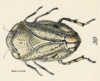 Habitus, dorsal view on Clastoptera irrorata Fowler, 1898: (Observation).