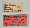 CollectionObject 1561461; 1d77f75d-7c03-42e0-8087-c393aa10e6dc: copyright USNM, Washington. (CollectionObject).