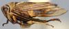 Habitus, lateral view on Chaparea Linnavuori, 1959: Chaparea alta, lateral habitus (NMNH). (Observation).