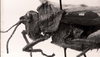 CollectionObject 1565635; 43f45c52-9d48-4b8c-92e2-f1de65a17efe: Image C.S. Carbonell. female head and pronotum, lateral view (lectoallotype). (CollectionObject).