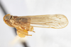 Habitus, lateral view: (Observation).